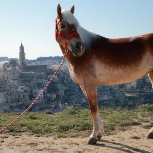 passeggiata a cavallo